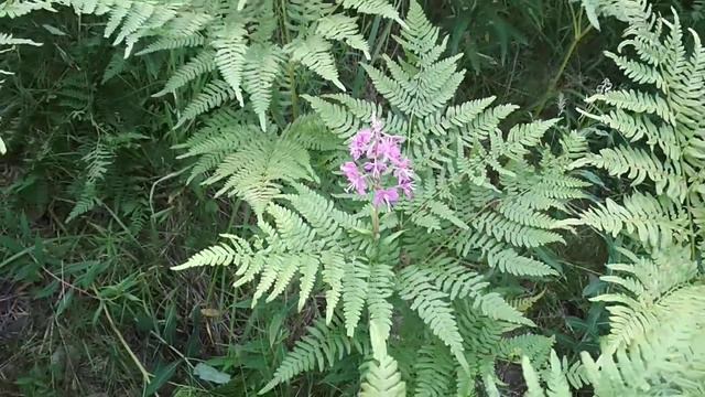 Папоротник Цветёт!!!(1)