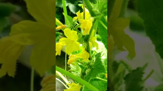 Удобрение огурцов - пожелтение листа