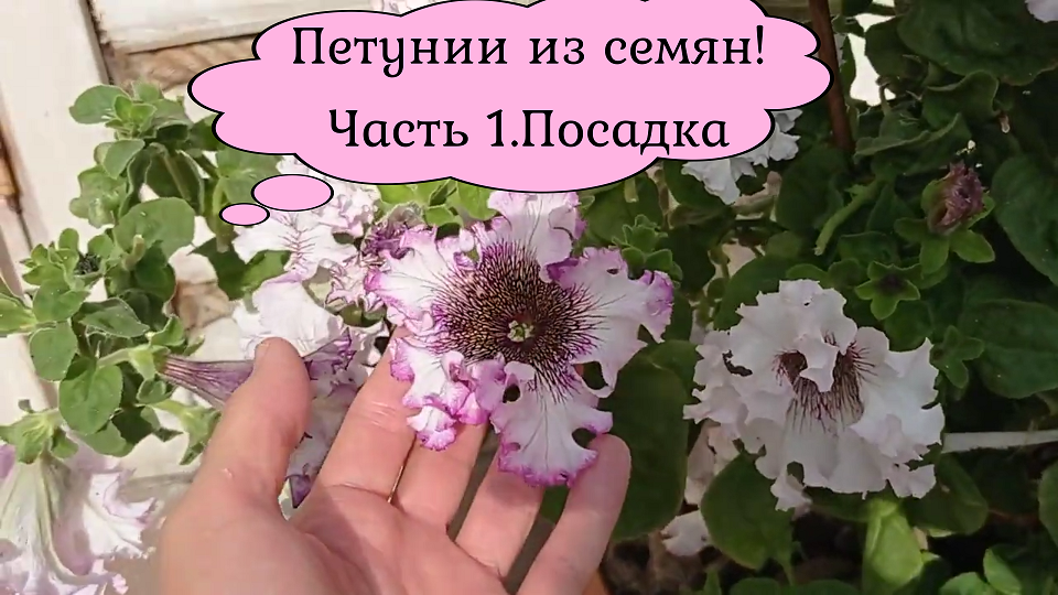 Петуния из семян.Часть 1.Посадкапосадка.#петуния#петунияпосадка#петунияизсемян#петуниявыращивание#