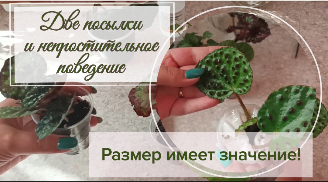 Две посылки и непростительное поведение...