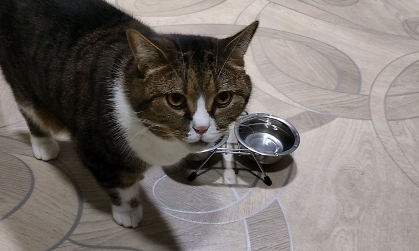 Британский кот покушал и умывается.