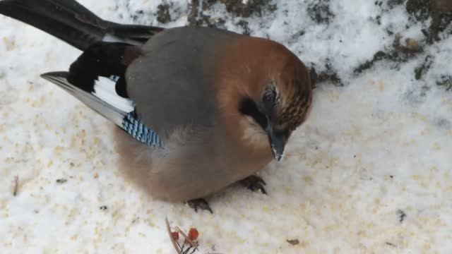 Сойка и сорока под кормушкой