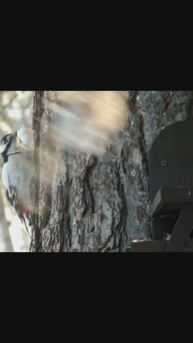 #shorts Дятел гонит сойку