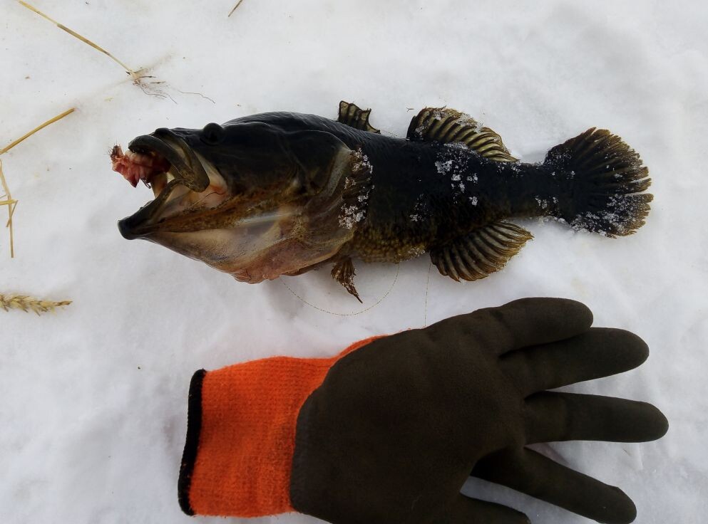 Ловля ротана. Зимняя рыбалка. За крупной рыбой с утра по раньше.