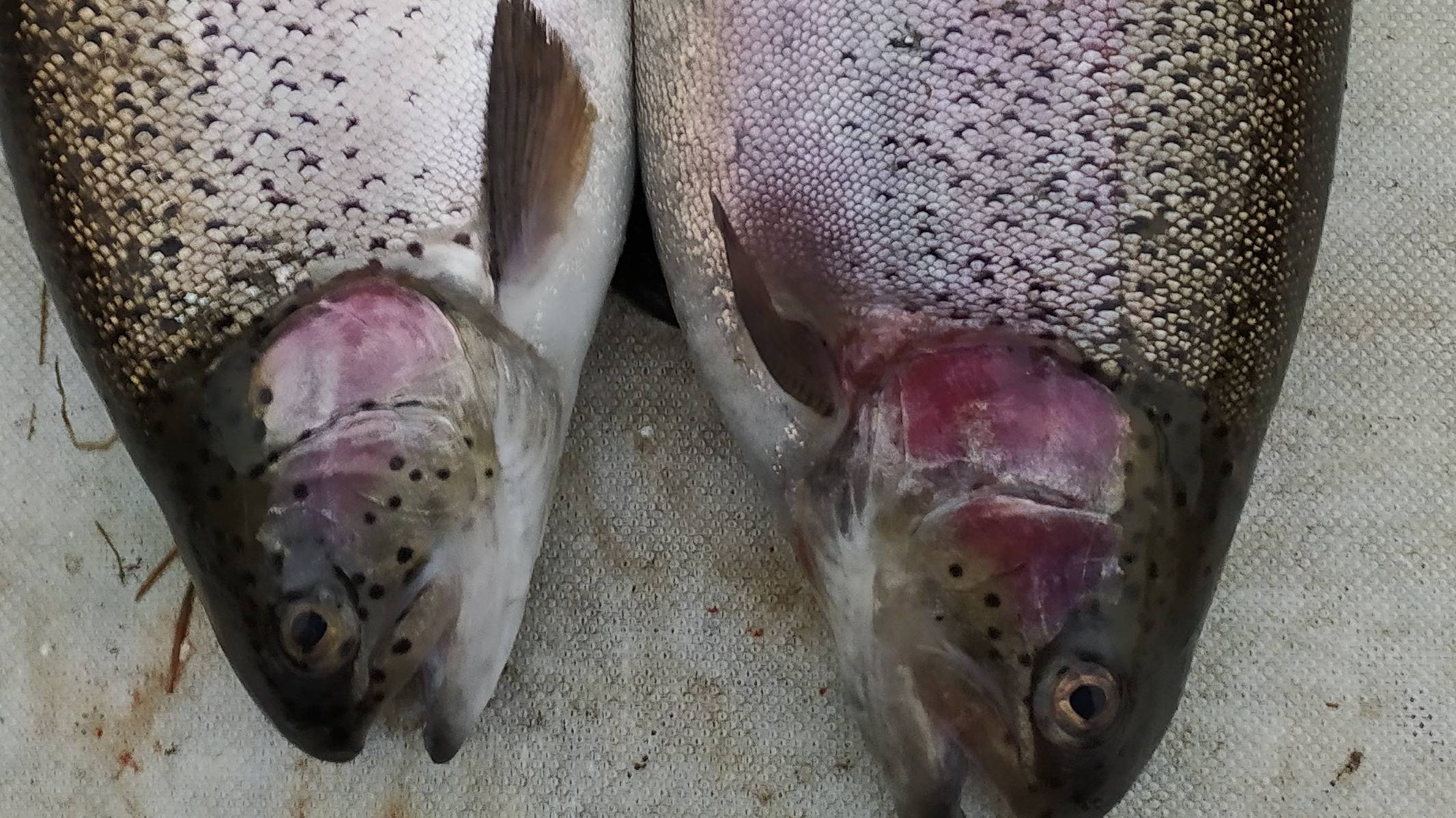 МИСАЙЛОВО TROUT. 7 сентября. ОТКРЫТИЕ ОСЕННЕГО ФОРЕЛЕВОГО СЕЗОНА 2022.mp4