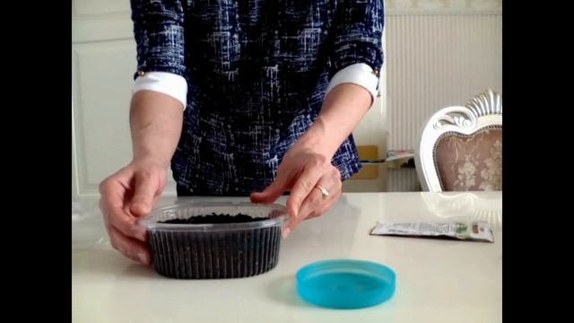 Выращивание глоксинии из семян СЕРИЯ 1 ПОСАДКА.mp4