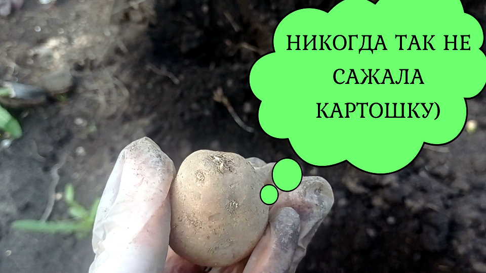 НИКОГДА ТАК НЕ САЖАЛА КАРТОШКУ!#картошка#посадка#посадкакартофеля#сортневский#заказнаВБ#картофельвыр