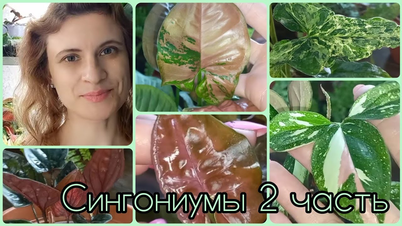 2 часть?Сингониумы?Сейчас мне очень нравится как они выглядят?Ред спот триколор?Неон?Арон браун