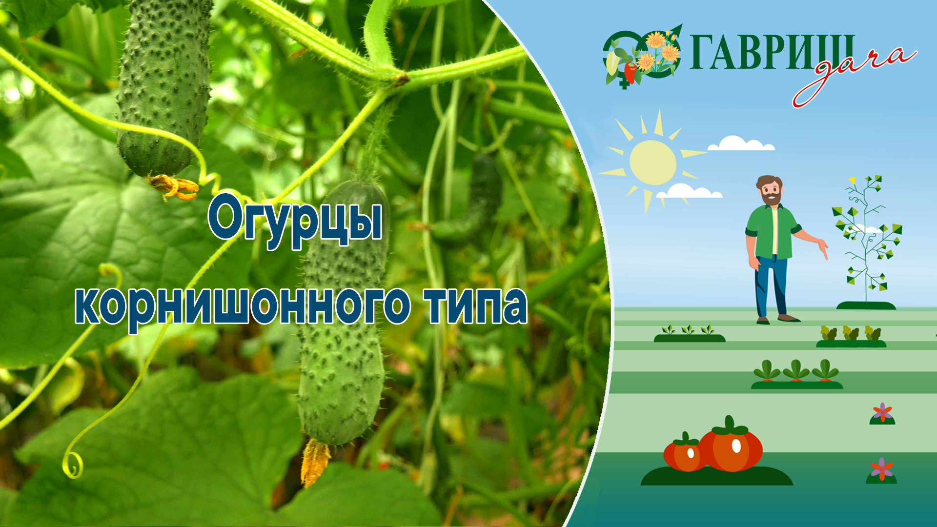 Огурцы - корнишоны