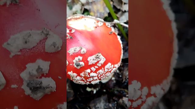 лес лес лес #новыймир #shorts