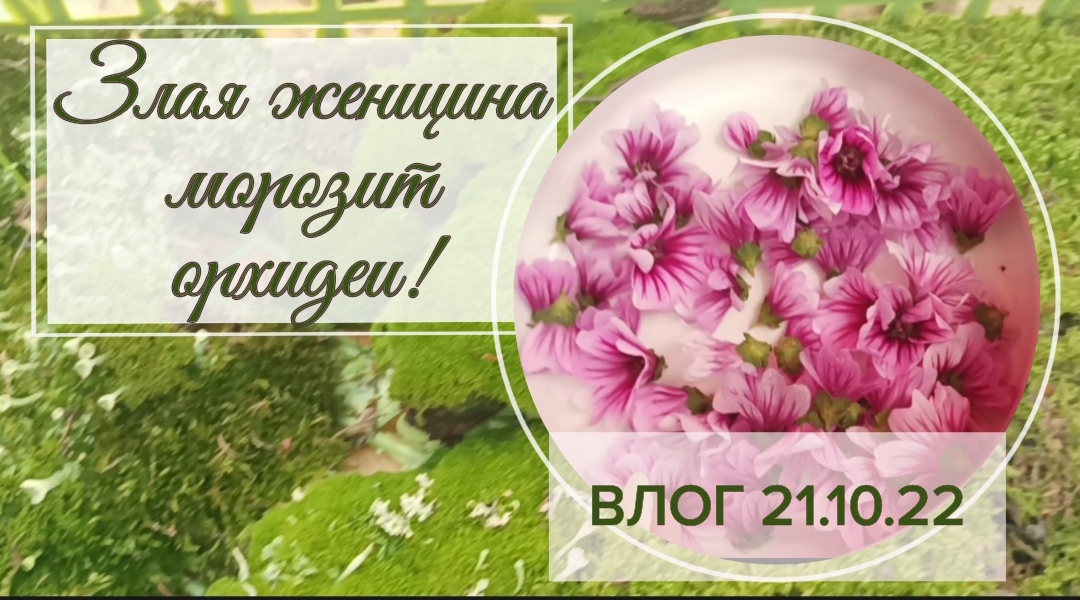 Влог. Злая женщина морозит орхидеи!