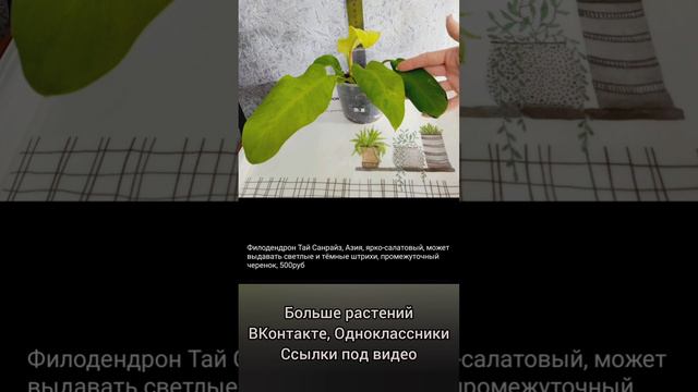 31.03.24 #Растения почтой🌿Филодендроны🌿Орхидеи🌸Рипсалисы🌿Сингониумы🌸Диффенбахия #цветы #купить