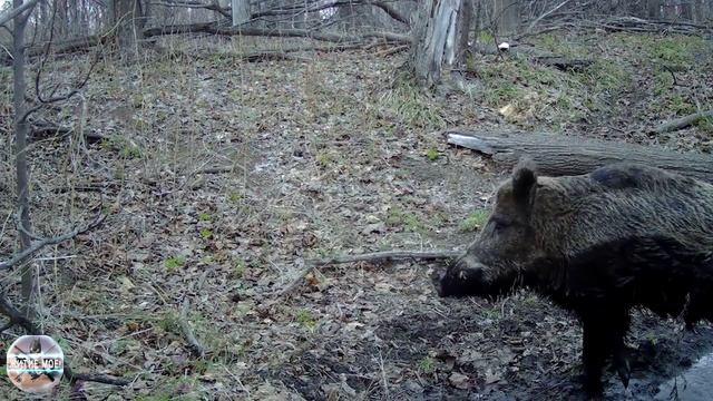 Камера в лесу. Кабан завтракает и ужинает на кормовой площадке. Съёмка на фотоловушку