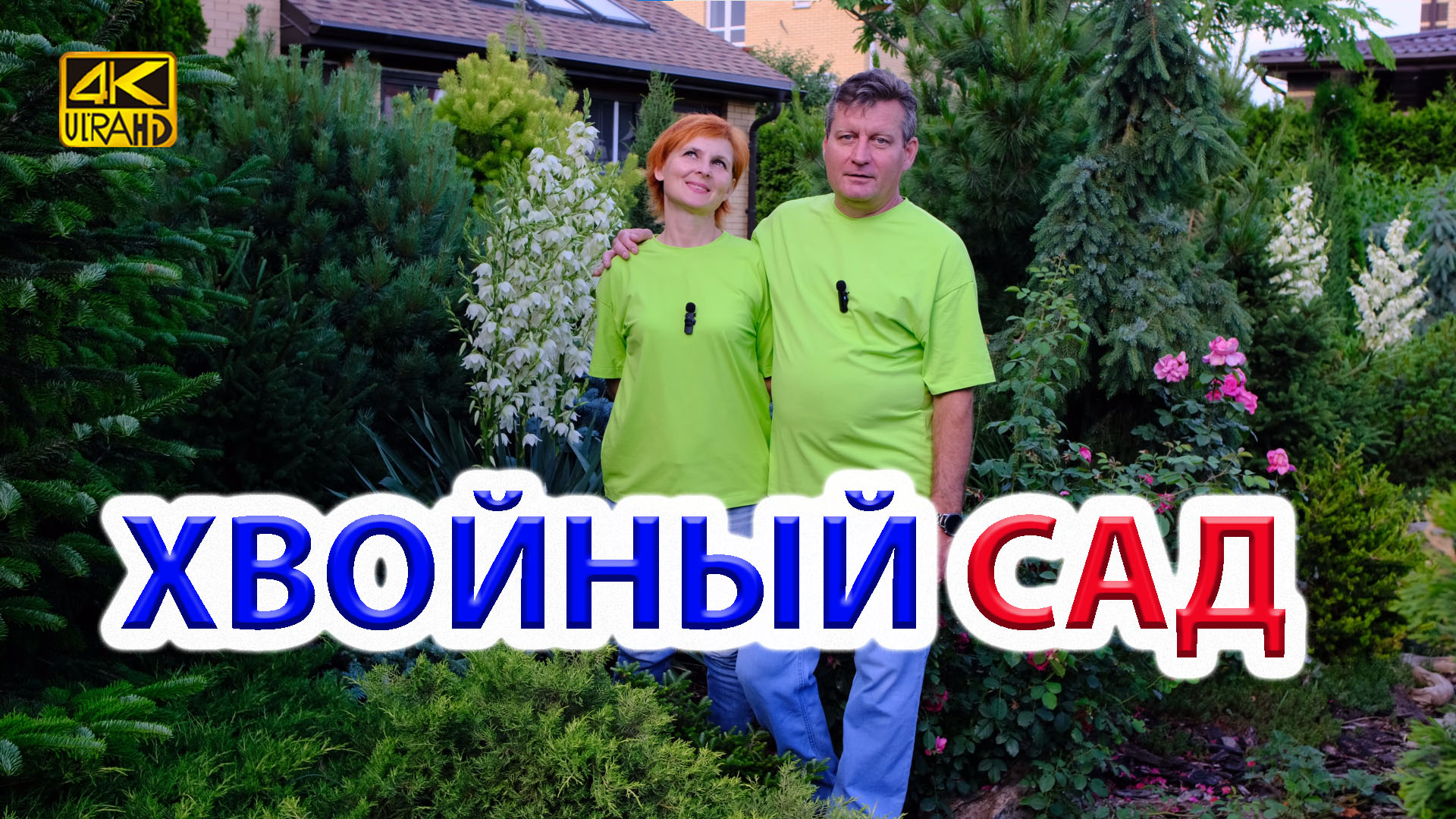 Декоративные хвойные нашей большой коллекции