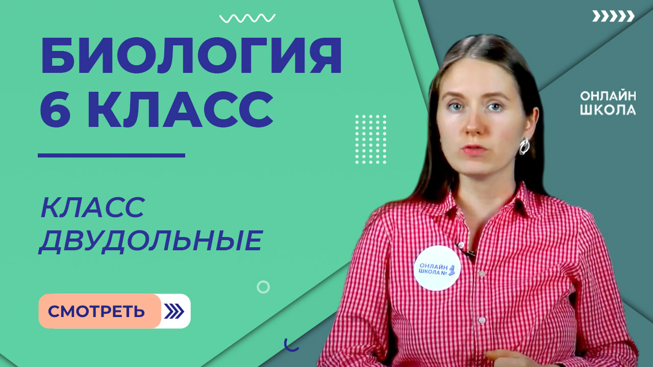 Класс двудольные. Видеоурок 30. Биология 6 класс