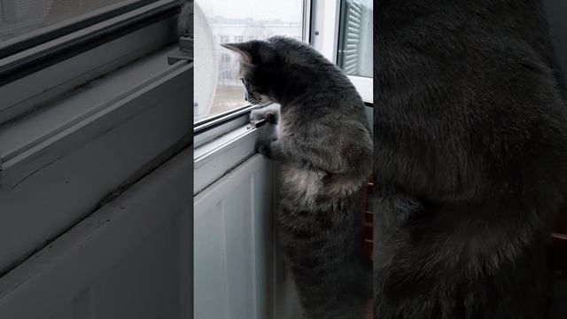 Кот Михалыч и его курочки