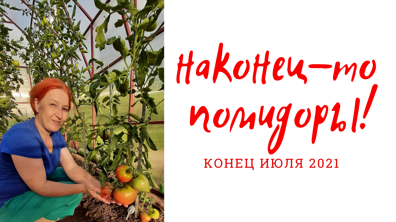 Томаты в новой теплице. Конец июля 2021 года.