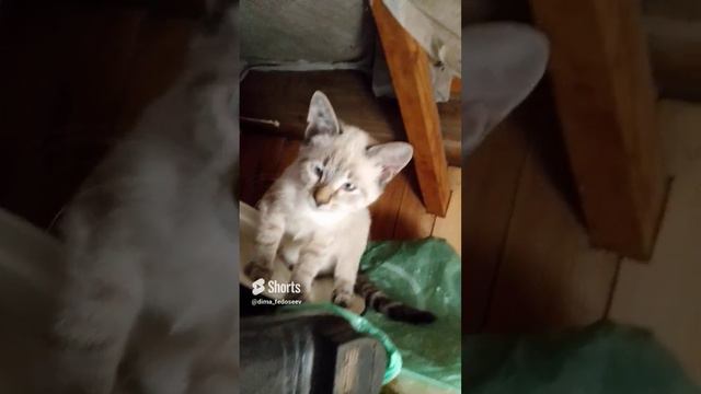 кот призрак