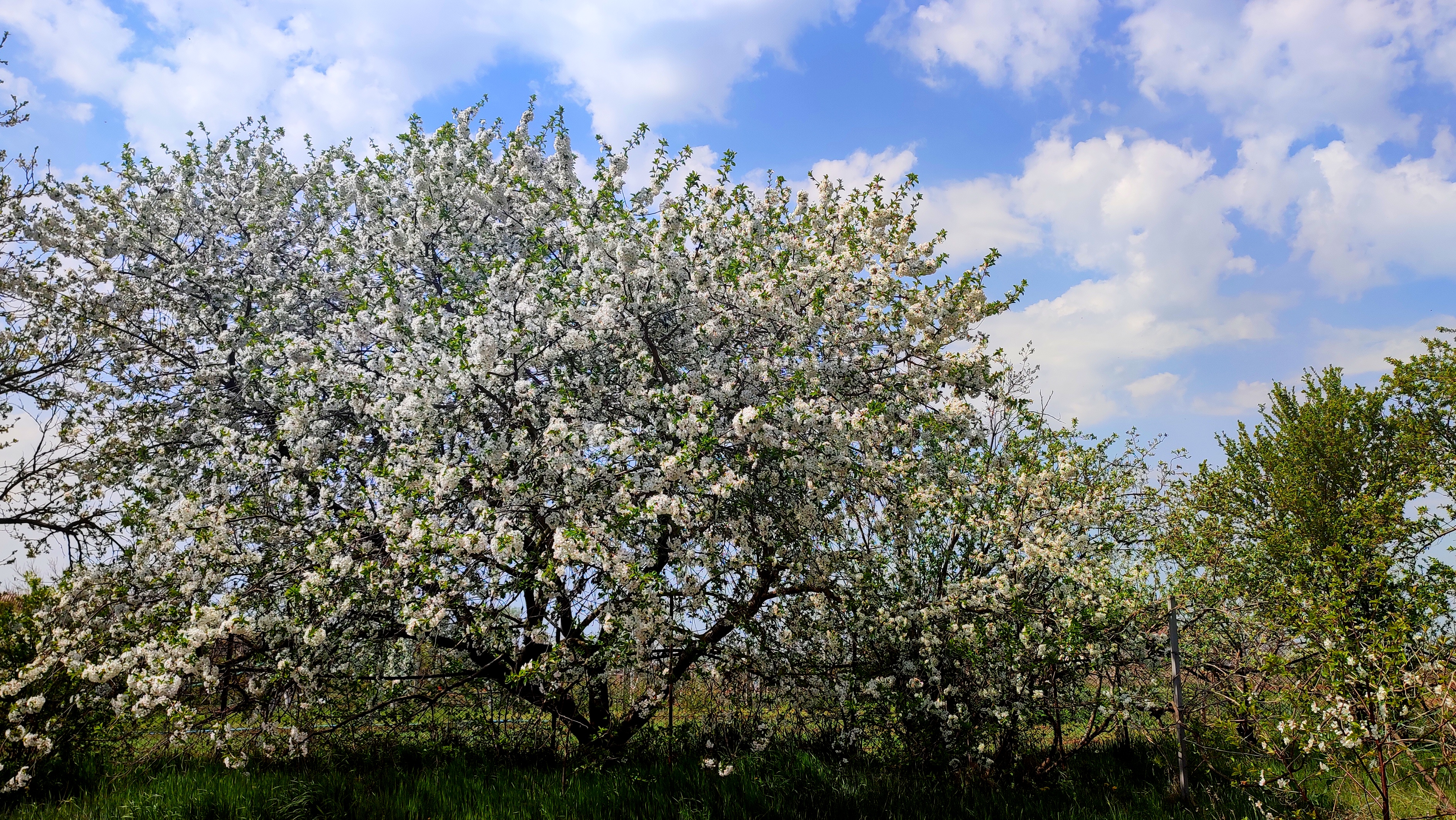 Весна!! Целый час божественного цветения деревьев сада под прекрасную музыку. Релакс.