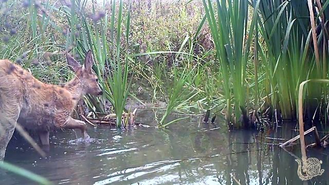 Косулята весна-осень