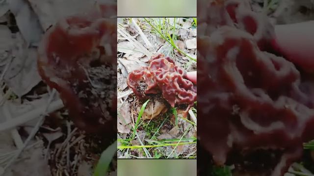 Строчки на берегу Вуоксы.