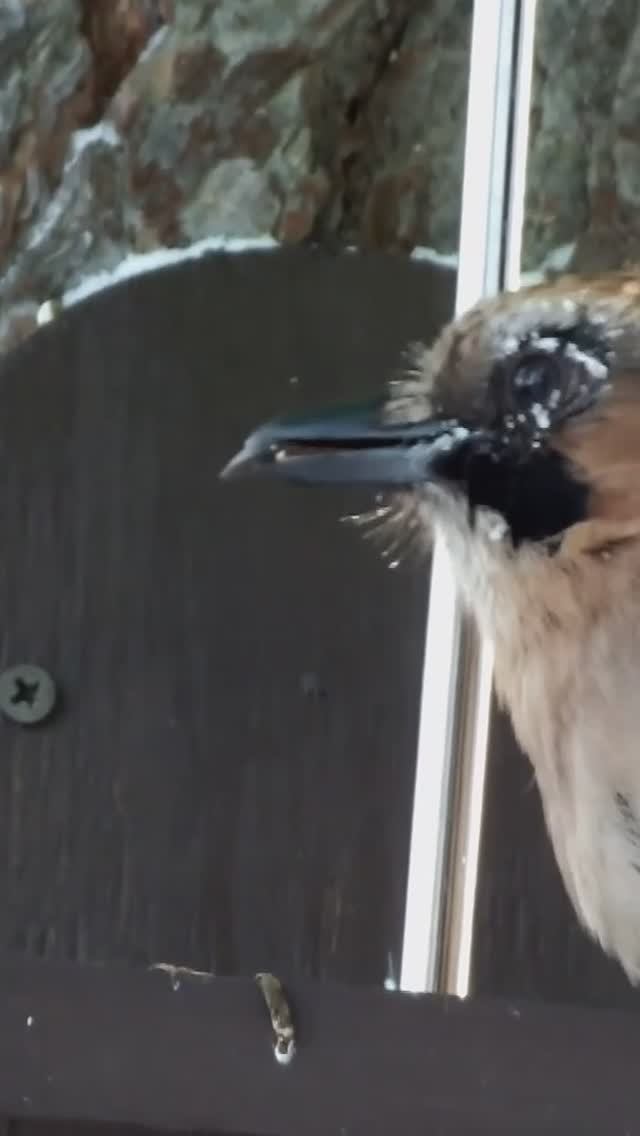 #shorts У сойки иней на глазах