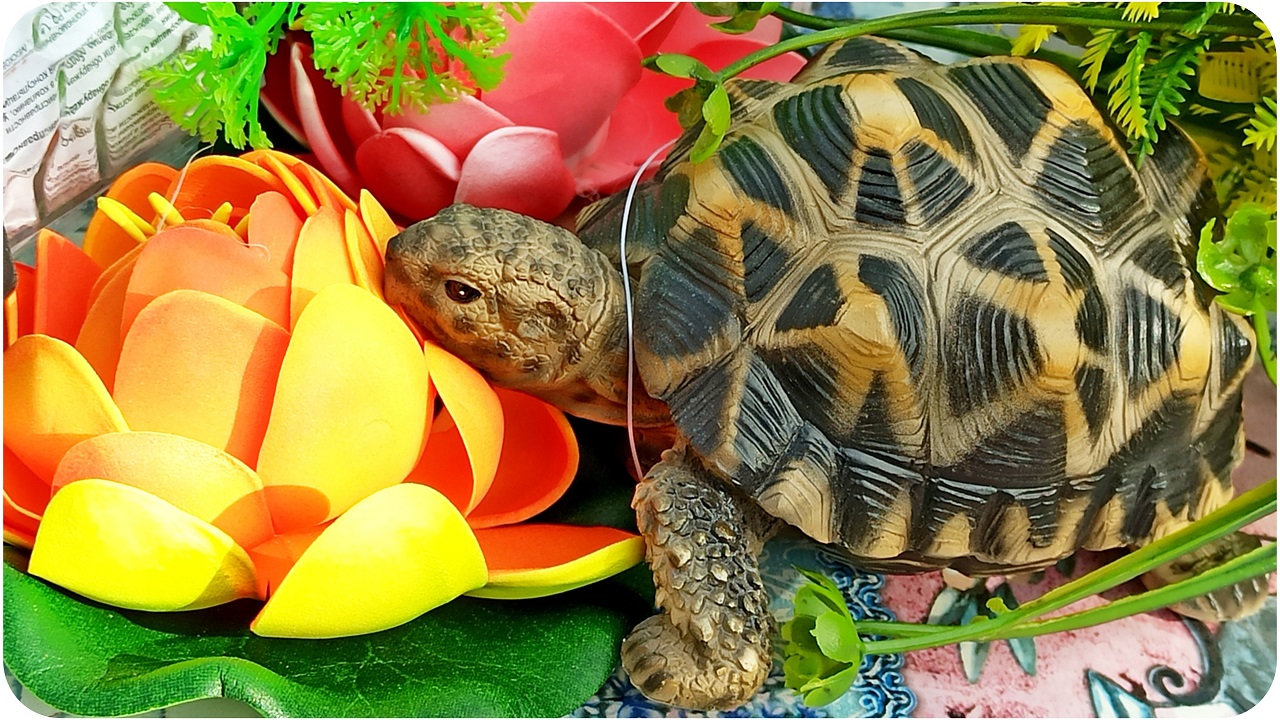 Мы купили водяную ЧЕРЕПАХУ и ЛИЛИИ! Покупки для пруда и сада. Fix Price и Милый дом.