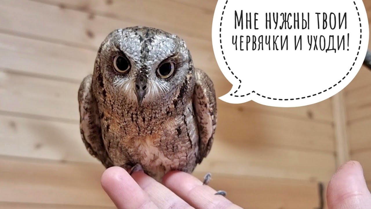 Сова сплюшка Вштырь решила стать ручной ради червячков. Совы соскучились по живым конфеткам
