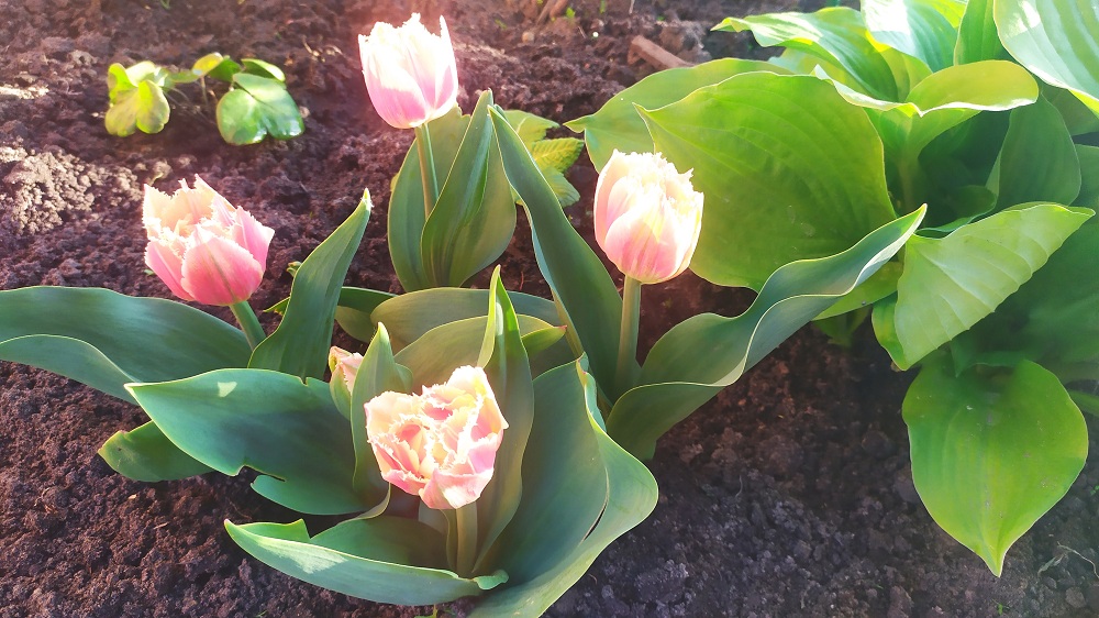 Звуки и краски в моём саду в сибирской деревне. 05.06.2022 года.mp4