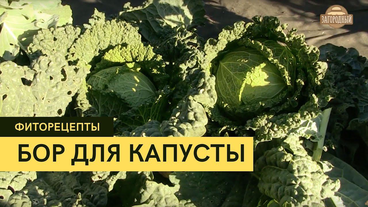 Удобрение для капусты \ Фиторецепты