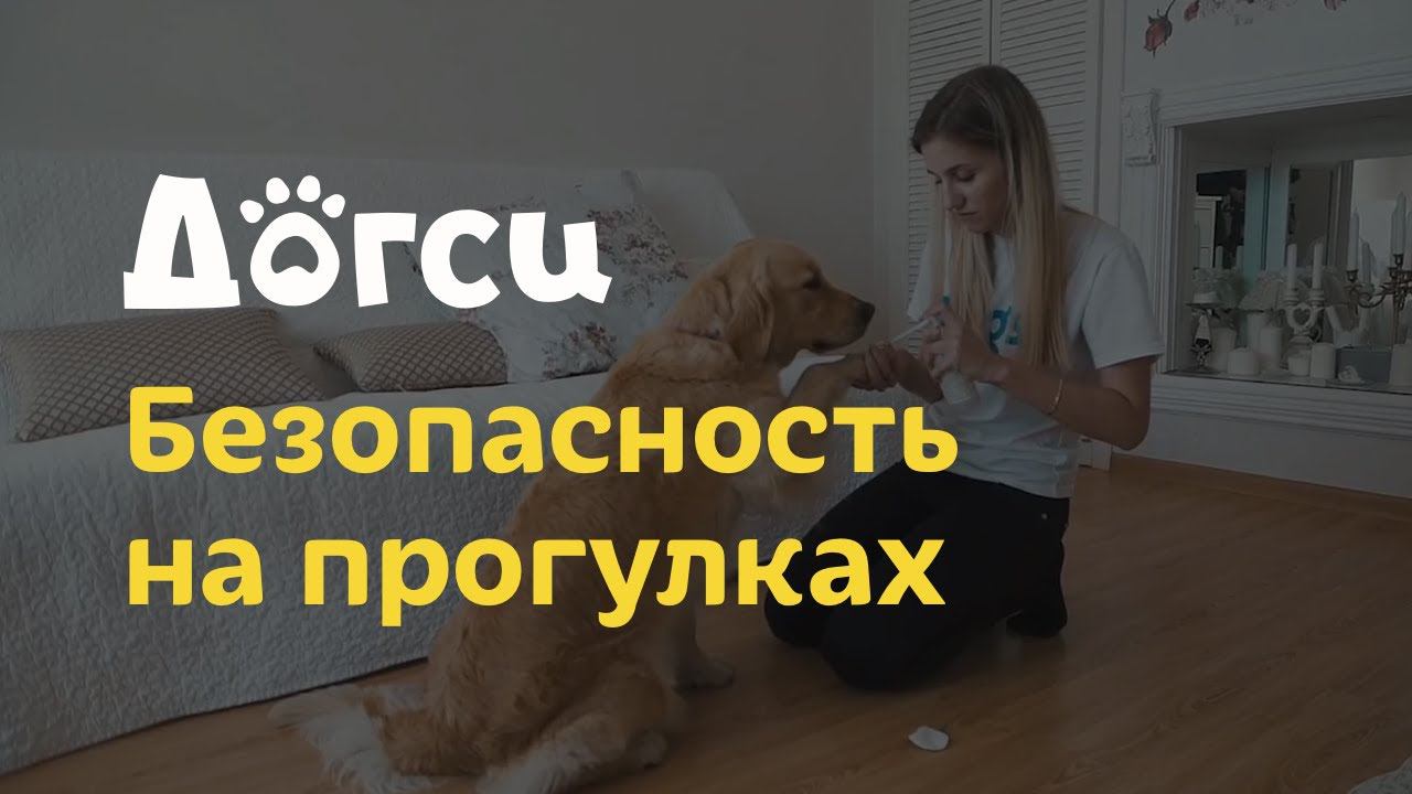 3. Инструкция догситтера Догси – Безопасность на прогулке / dogsy.ru