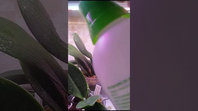 как я ухаживаю за своими орхидеями