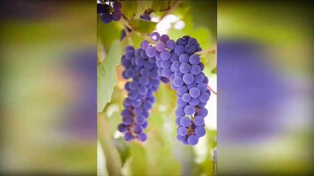 11 группа  Рисуем пальчиками