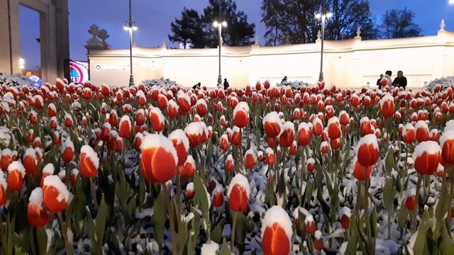 Майский снег в Москве