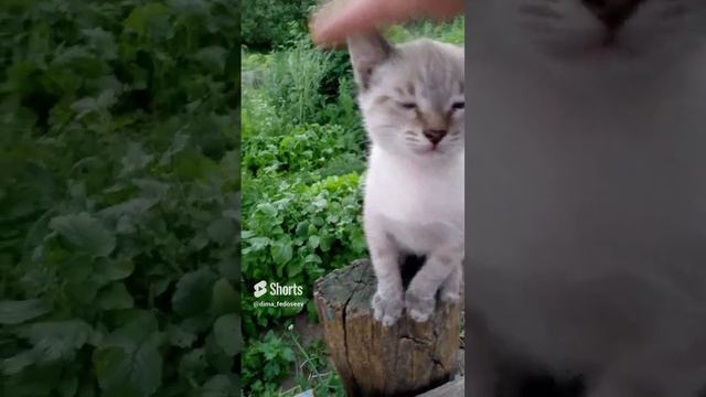 котенку помог слезть