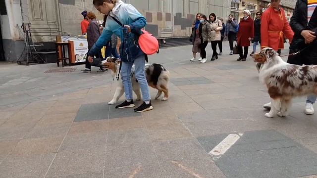 Австралийская ОВЧАРКА на Никольской улице.....