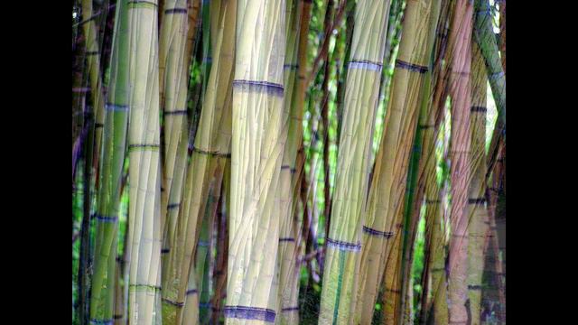 АДЛЕР. ПАРК ЮЖНЫЕ КУЛЬТУРЫ