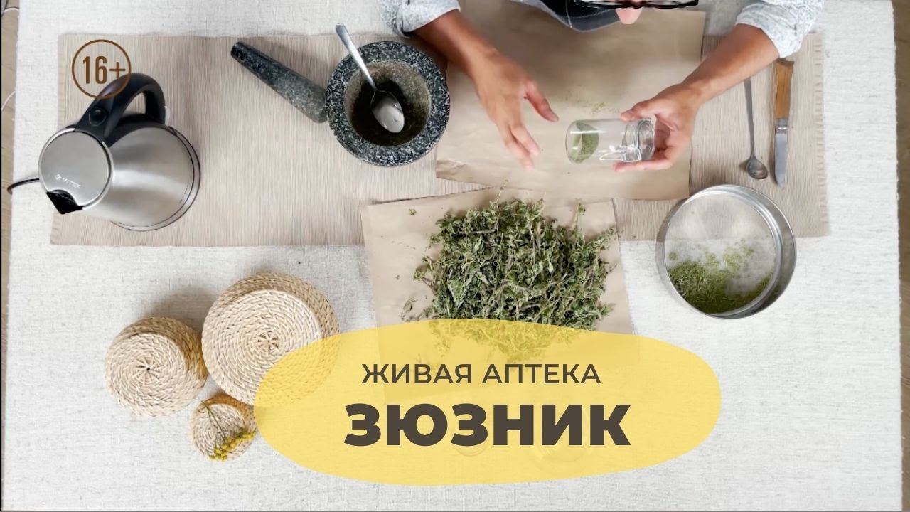Зюзник // Живая аптека