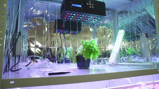 Terra Inventores. Выпуск 7. Уникальная фитолампа