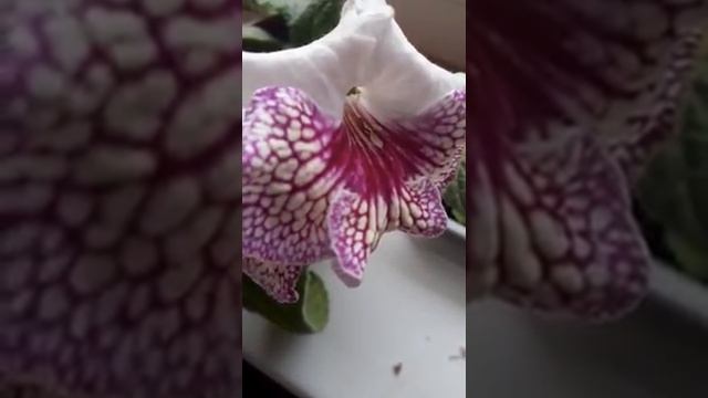 РС - ГЕРДА стрептокарпус.