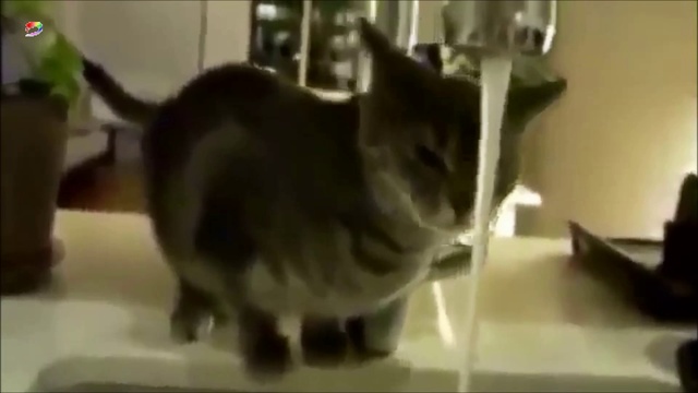 КОТЫ ПРИКОЛЫ 2016 - СМЕШНЫЕ КОТЫ 2016 | Cats love - Funny Cats 2016