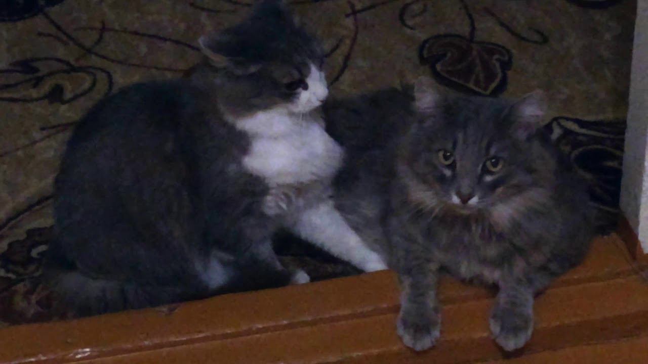 */*СМЕШНЫЕ КОШКИ */*КОТ ПРИКОЛ*/*