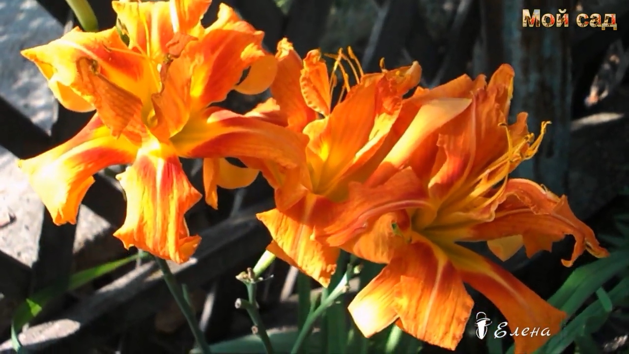 И вот уж август на дворе*   Мой сад