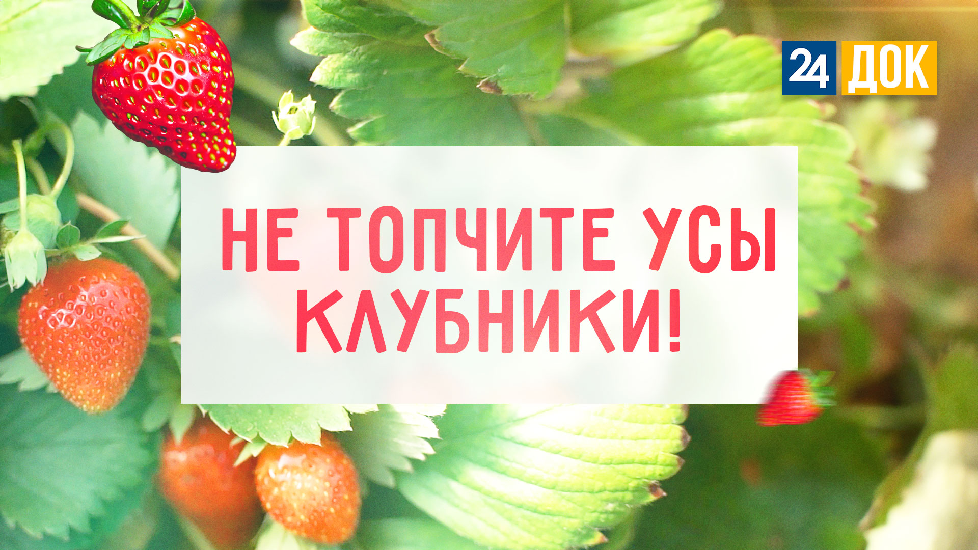 Клубничное рождение и молочное бессмертие. "Агронорм"