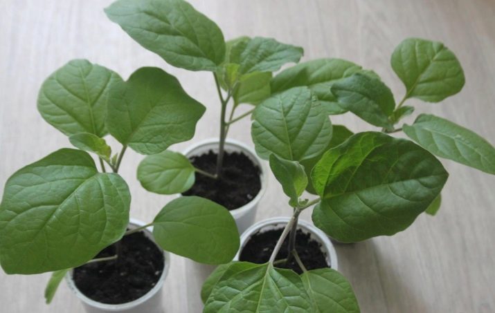 ПЕРЕВАЛКА РАССАДЫ БАКЛАЖАН В БОЛЬШИЕ ЕМКОСТИ.КАК ПРАВИЛЬНО.