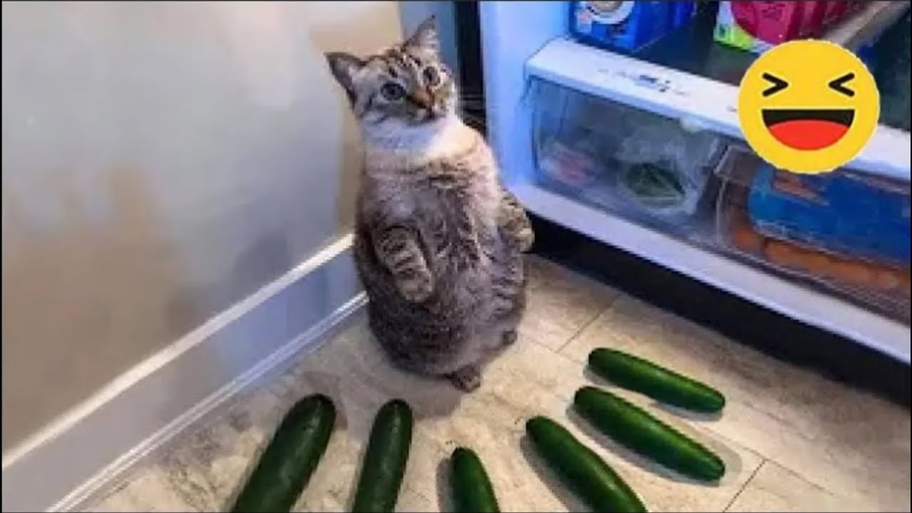 |Смешные видео с котами ? | Лучшие, смешные видео с кошками | приколы с животными|№1