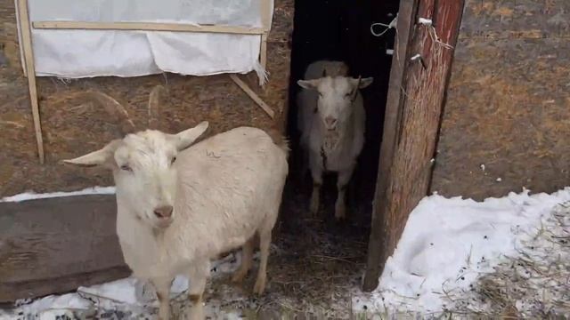 VLoG- поездка в Елнать сыроварню и в юрьевец