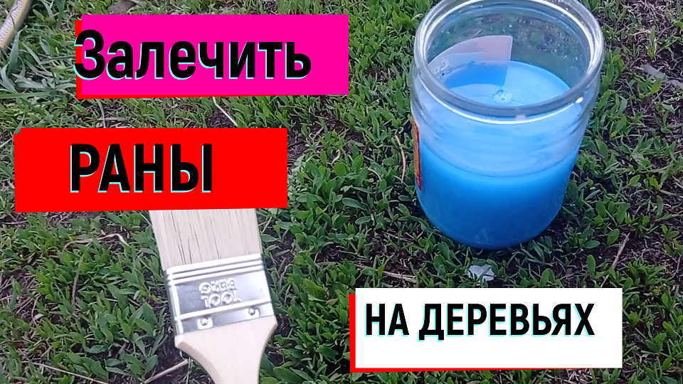 #залечитьранынадеревьях#ЗАЛЕЧИТЬ РАНЫ НА ДЕРЕВЬЯХ!