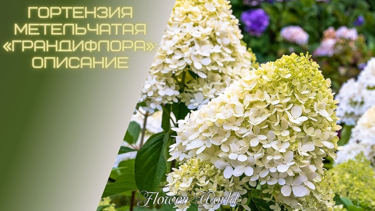 Гортензия метельчатая «Грандифлора» описание, обзор.