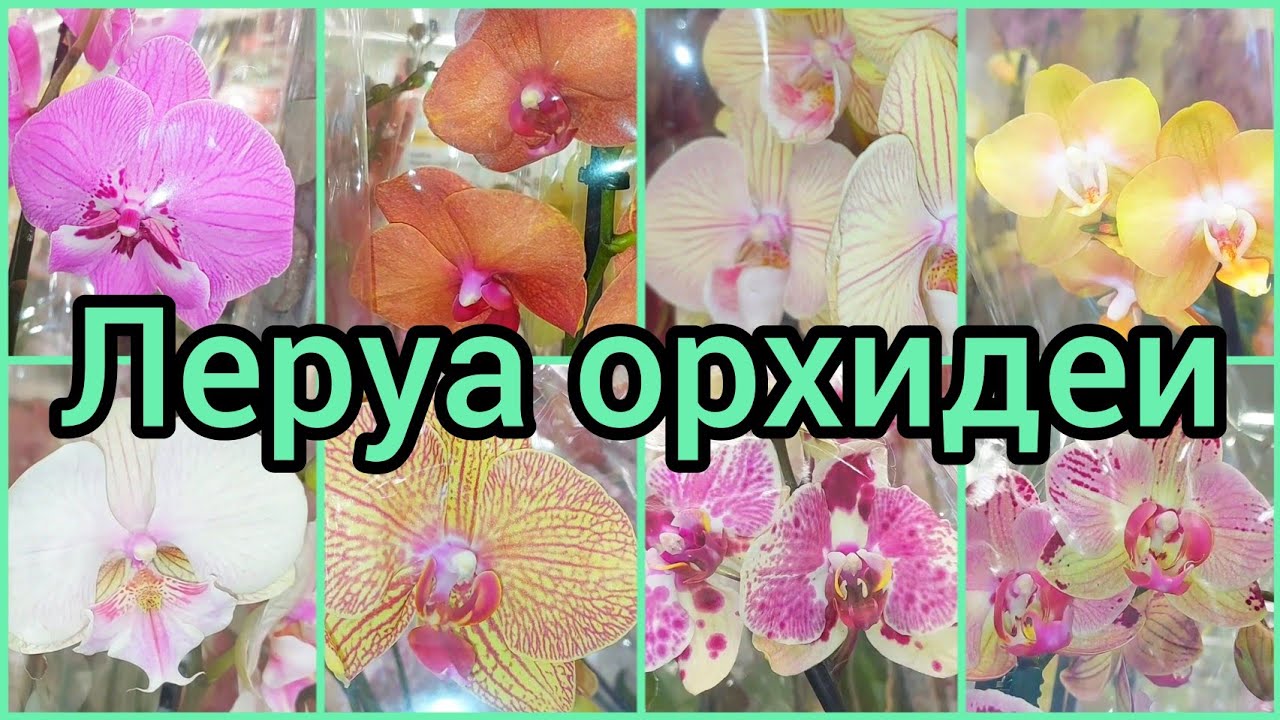 27.06.23 #ЛеруаМерлен ? Новые #ОРХИДЕИ #ФАЛЕНОПСИС ?Биглипы? #цветы ? #растения #Липецк #обзор